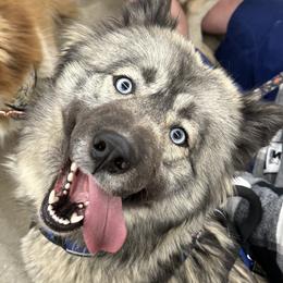 Sakari - Siberian Husky