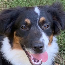 Domino - Miniature American Shepherd