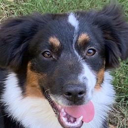 Domino - Miniature American Shepherd