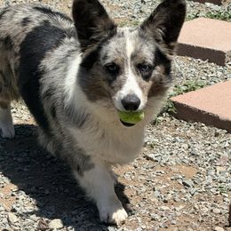 Nova - Cardigan Welsh Corgi