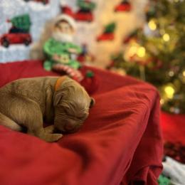 Chestnut - Dark golden male Golden Retriever puppy in Sandy, Oregon from Treasured K-9s