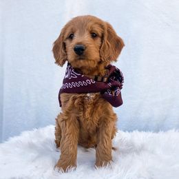 Goldendoodle Puppies from Celebrity Doodles DFW