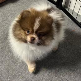 Turkey - Tri-colored female Pomeranian puppy in Jefferson City, Missouri from MJ’s Pomeranians