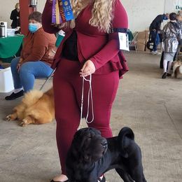 Chinese Shar-Pei All Grown Up from Eihpos Shar-Pei