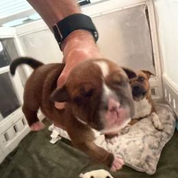 Jersey - Red female Staffordshire Bull Terrier puppy in Port Saint Lucie, Florida from Southern Staffies