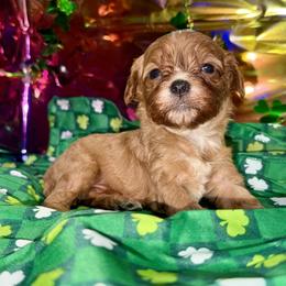 Yogi - Red male Cavapoo puppy in Conway, Missouri from Jordan  Harrison