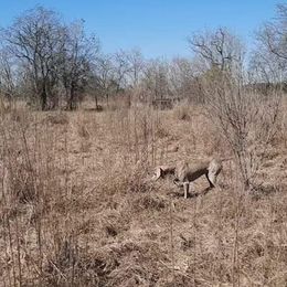 Weimaraners from White Oak Weims