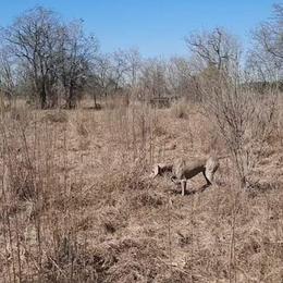 Weimaraners from White Oak Weims