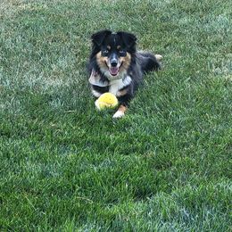 Miniature Australian Shepherd and Toy Australian Shepherd Puppies from Pawesome Lil Aussies