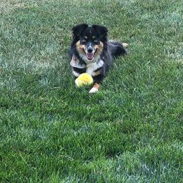 Miniature Australian Shepherd and Toy Australian Shepherd Puppies from Pawesome Lil Aussies