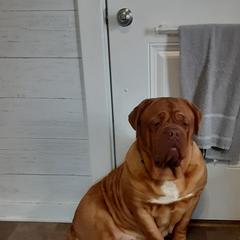 Dogue de Bordeaux All Grown Up from Theresea Martin