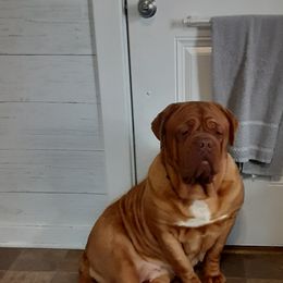 Dogue de Bordeaux All Grown Up from Theresea Martin