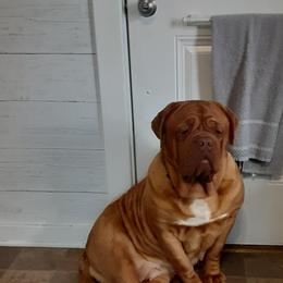 Dogue de Bordeaux All Grown Up from Theresea Martin
