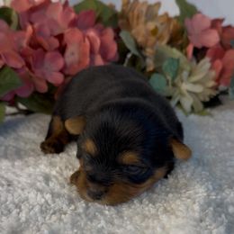 Poppy girl 1 - Blue and gold female Yorkshire Terrier puppy in New Hampton, Iowa from JMAK Dreams