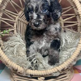Zeus - Merle male Labradoodle puppy in Kingston, Georgia from CC Familydoodles