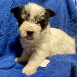 Maltipoo, Morkie, and Yorkipoo Puppies from Danza Bolo