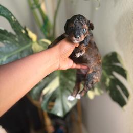 Nova - Phantom female Poodle puppy in Kissimmee, Florida from Unique Poodles