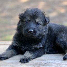 Sable Female-1 - Sable female German Shepherd puppy in Cumming, Georgia from Cainedelup