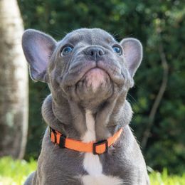 French Bulldogs from Aidsa’s Adorable Puppies