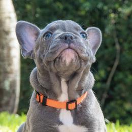 French Bulldogs from Aidsa’s Adorable Puppies