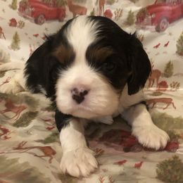 Cavalier King Charles Spaniel All Grown Up from Cutie Pie Cavaliers