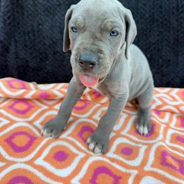 Wilder - Blue male Great Dane puppy in Russellville, Arkansas from River Valley Great Danes & Miniature Schnauzers