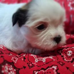 Bessie - Black and white female Shih Tzu puppy in Montrose, Colorado from Gnomies Furry Friends