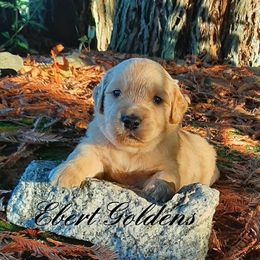 Golden Retriever and Pug Puppies from Ebert Golden Retrievers & Pugs