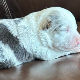 Blue male 2 - Blue merle male Toy Australian Shepherd puppy in Lame Deer, Montana from Bar M Toy Aussies