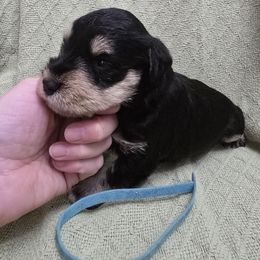 Frosty - Black and silver male Miniature Schnauzer puppy in Riner, Virginia from Haven Hill Schnauzers