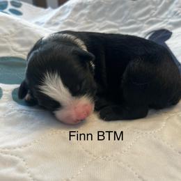 Finn - Black tri male Miniature Australian Shepherd puppy in Denair, California from CenCal Mini Aussies