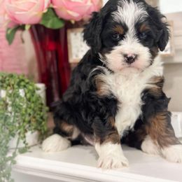 Bernedoodle Puppies from Furry Tail Doodles