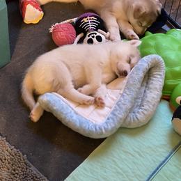 Siberian Husky Puppies from Velox Siberians