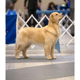 Golden Retriever All Grown Up from Sleepy Grove Goldens