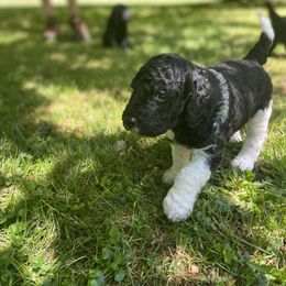 Labradoodle Puppies from Pisgah Creek Doodles