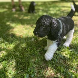 Labradoodle Puppies from Pisgah Creek Doodles