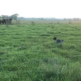 German Wirehaired Pointer Puppies from Anvil Wires