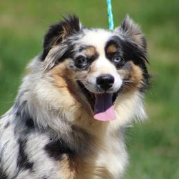 Piper - Miniature Australian Shepherd