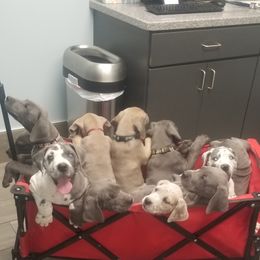Great Dane Puppies from Big Friendly Great Danes