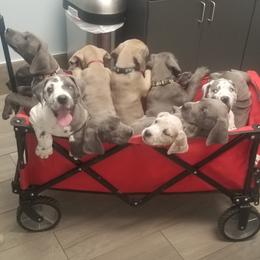 Great Dane Puppies from Big Friendly Great Danes
