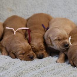 Thyme - Golden female Golden Retriever puppy in Payette, Idaho from Stonewick Retrievers