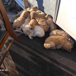 Goldendoodle and Labradoodle Puppies from Caldron Falls Doodles and Poodles
