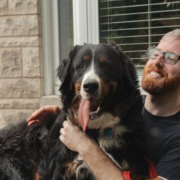 Bernedoodle, Bernese Mountain Dog, and Goldendoodle All Grown Up from Bernedoodles of the Ozarks