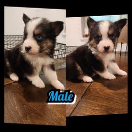 E-BLACK TRI COLOR - Black tri-color male Australian Shepherd puppy in Yakima, Washington from Luna's Australian Shepherd