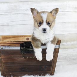 Boy 3 - Red Pembroke Welsh Corgi puppy in Roanoke, Alabama from Oak Leaf Circle Corgis