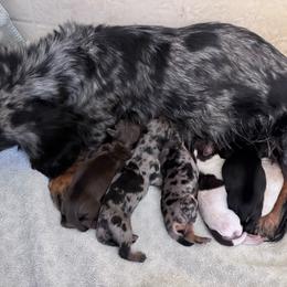 Girl2 - Chocolate and tan female Dachshund puppy in Duncan, Arizona from Bootheel Doxies