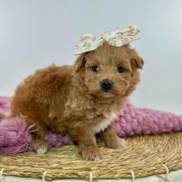 Matilda - Red female Maltipoo puppy in Melissa, Texas from Southern Love Cavapoos & Maltipoos