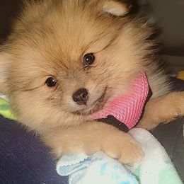 Pomeranians from Alice Aragon