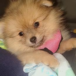 Pomeranians from Alice Aragon