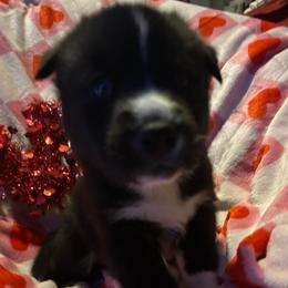 Meg - Black and white female Siberian Husky puppy in Wheeling, West Virginia from Powells Huskies